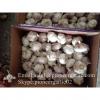 Normal White Garlic Loose Packing in Mesh Bag or Carton Box produced in Jinxiang #4 small image