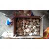 Normal White Garlic Loose Packing in Mesh Bag or Carton Box produced in Jinxiang #5 small image