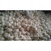 Chinese Pure White Garlic Not Solo Garlic Processed in Garlic Factory Located in Jinxiang China for Sale #1 small image