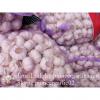 Hot Sale Chinese Fresh Purple Red Garlic Big Garlic 5.5cm and up Packed in Mesh Bag