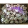 5.5cm Normal White Fresh Purple Garlic Exported to Senegal #1 small image