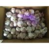 5.5cm Normal White Fresh Purple Garlic Exported to Senegal #2 small image