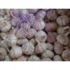 Hot Sale Best Quality Chinese Normal White Garlic