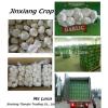 Small Package Garlic for Sale,2014 Jinxiang Crop