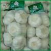 Fresh white garlic/Garlic with 500g packing/Jinxiang Garlic