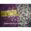 Natural high quality fresh white garlic