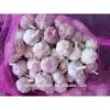 Fresh purple garlic from China