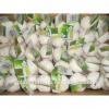 GAP Certification and Garlic Type fresh white garlic
