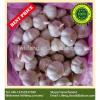 Best Price and Quality 2017 New Crop of Chinese White Garlic / Fresh Garlic #1 small image