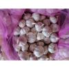 Manufacturer of 2017 New Crop of Chinese Normal White Garlic / Red Garlic / Purple Garlic #1 small image