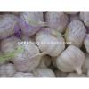 Red/Pink/Purple/Normal White Garlic of Export Quality Standard