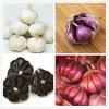100 Pcs/bag Multi-Petals Garlic Seeds Organic Vegetables Kitchen Seasoning Food #1 small image