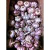 Portuguese Fresh Garlic Seeds Bulb #1 small image
