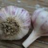 Phillips garlic -Rocambole-Hardneck 25 bulbils,planting #2 small image