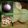 Single Clove Garlic, Solo Garlic, Heirloom Herbs from Thailand, 10 - 100 Bulbs. #1 small image