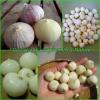 Single Clove Garlic, Solo Garlic, Heirloom Herbs from Thailand, 10 - 100 Bulbs. #2 small image