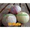 Single Clove Garlic, Solo Garlic, Heirloom Herbs from Thailand, 10 - 100 Bulbs. #3 small image