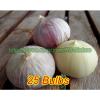 Single Clove Garlic, Solo Garlic, Heirloom Herbs from Thailand, 10 - 100 Bulbs. #4 small image
