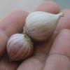 10 bulbs live Single Clove Garlic, Fresh Solo Garlic to Grown or Eaten#F #1 small image