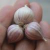 10 bulbs live Single Clove Garlic, Fresh Solo Garlic to Grown or Eaten#F #3 small image