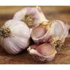 Very Rare-Chamisal Wild garlic -Rocambole-Hardneck 25 bulbils,planting #2 small image