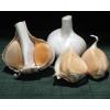Elephant Garlic  ~ Huge!! ~ Easy to Grow ~~ Allium Ampeloprasum ~~~~~ 2 Bulblets #1 small image