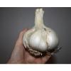 Elephant Garlic  ~ Huge!! ~ Easy to Grow ~~ Allium Ampeloprasum ~~~~~ 2 Bulblets