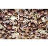 Romanian Red Garlic- 25 bulbils &#034;seeds&#034;- no GMO-organic