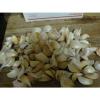 WYOMING. Organic Garlic  100 + Bulbs , Heirloom, For Planting  LARGE BULBS 1LB + #2 small image