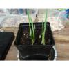 WYOMING. Organic Garlic  100 + Bulbs , Heirloom, For Planting  LARGE BULBS 1LB + #4 small image