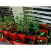 WYOMING. Organic Garlic  100 + Bulbs , Heirloom, For Planting  LARGE BULBS 1LB + #5 small image