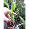10 ORGANIC WILD GARLIC PLANTS GROWN HERE IN OUR  DEVON GARDEN IN POT #3 small image