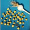 Gourmet Elephant Garlic SEEDS: 30 BULBILS (Corms, Korms, Bulblets) KY grown 2017