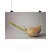 Stunning Poster Wall Art Decor Food Garlic 36x24 Inches