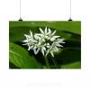 Stunning Poster Wall Art Decor Wild Garlic Nature Colors White 36x24 Inches