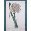 Garlic,Allium ampeloprasum,Curtis Bot.Magazine,1385,hc.Eng.1811