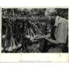 1984 Press Photo Wendell Stauffer checks on garlic crops - ora89177