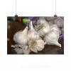 Stunning Poster Wall Art Decor Garlic Fresh Spices Food Healthy 36x24 Inches