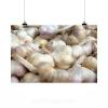 Stunning Poster Wall Art Decor Garlic Aromatic Spice Food Frisch 36x24 Inches #2 small image