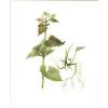 1914 Hedge Garlic Botanical Watercolour Mrs Perrin Art Print