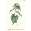 1863 Garlic Treacle Mustard  ~ Erysimum alliaria Botanical Print