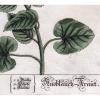 1759 Alliaria / Knoblauch-Kraut (Hedge Garlic), by Elizabeth Blackwell