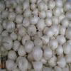Garlic Essential Oil - 100% Pure and Natural - Free Shipping - US Seller! #2 small image