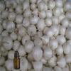 Garlic Essential Oil - 100% Pure and Natural - Free Shipping - US Seller!