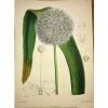 CURTIS BOTANICAL 1885 Vol 111 - Vol 41 3rd Series DOUBLE H/C - Garlic - 6828 #1 small image