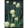 133007 Ornamental Garlic Allium Grande A4 Photo Print