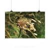 Stunning Poster Wall Art Decor Allium Oleraceum Field Garlic 36x24 Inches #2 small image