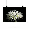 Stunning Poster Wall Art Decor Wild Garlic Flower Spring 36x24 Inches #2 small image