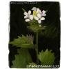 Alliaria petiolata &#039;Garlic mustard&#039; [Ex. Co. Durham] 300+ seeds #1 small image