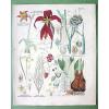 MEDICINAL PLANTS Lily Garlic Star of Bethlehem - 1837 H/C Color Botanical Print #1 small image